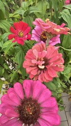 Budapest II.ker - Törökvész