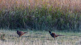 Fácánok 2025-10-23