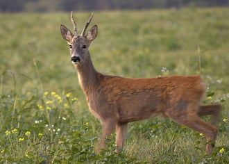 A kiváncsi őzbak