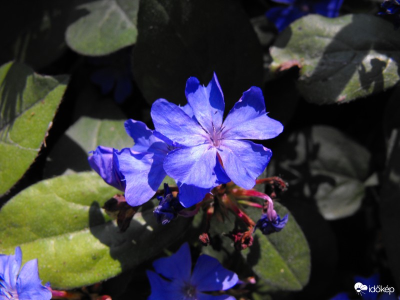 kékvirág
