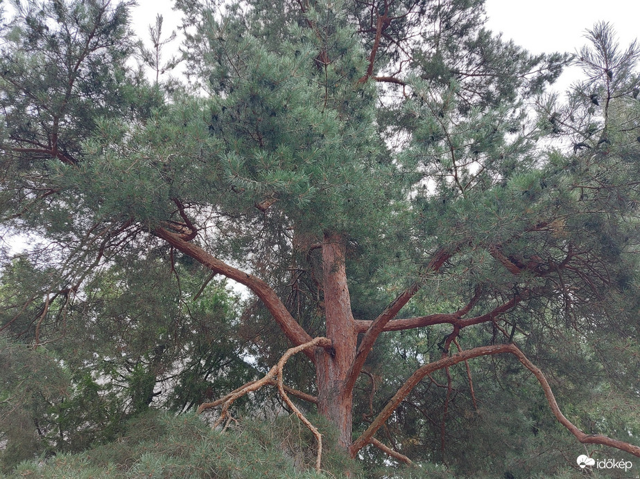 Ordacsehi