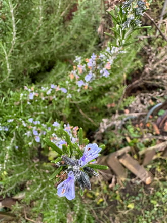 Budapest XIX.ker - Kispest