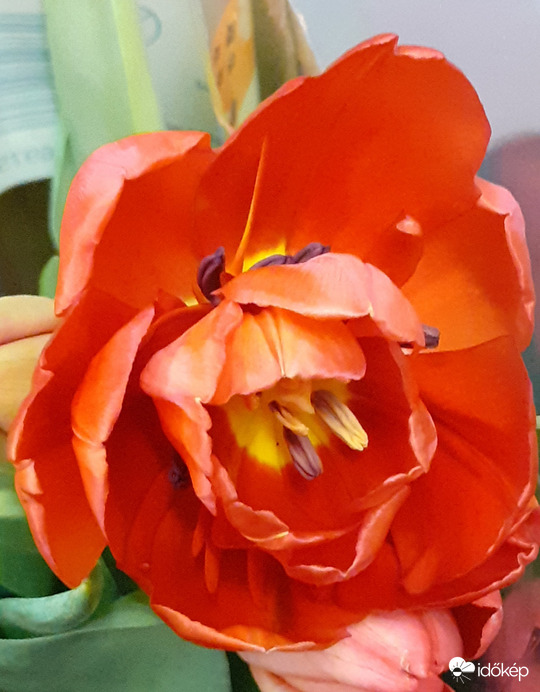 Tulipán a tulipánban