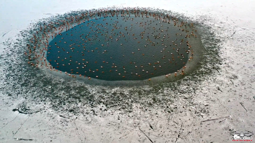 Vadkacsák telelése a lékben.