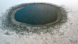 Vadkacsák telelése a lékben.