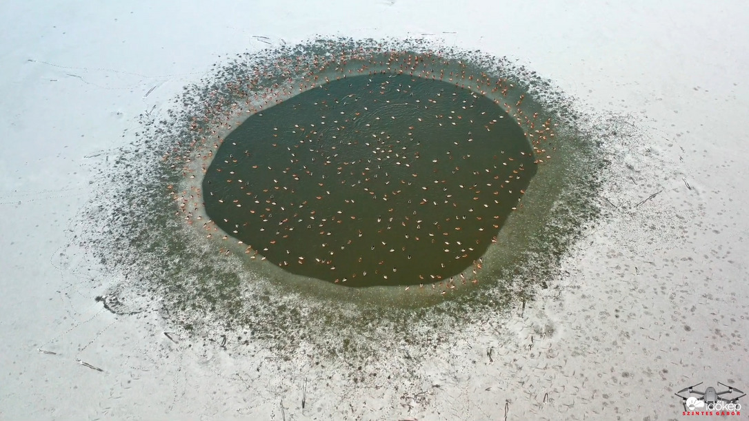 Vadkacsák telelése a lékben.