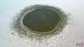 Vadkacsák telelése a lékben.