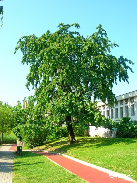 Cseresznyefa