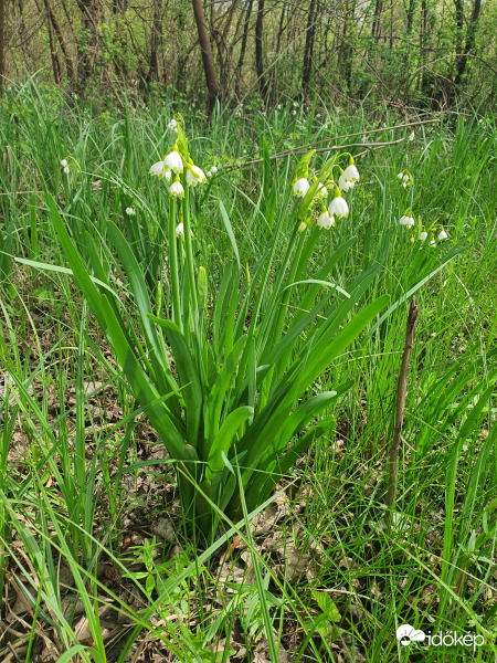 Nyári tőzike (Leucojum aestivum)