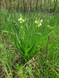 Nyári tőzike (Leucojum aestivum)