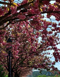Virágző japán cseresznyefák