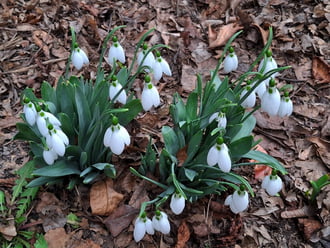 Hóvirág bokrosodik. :)