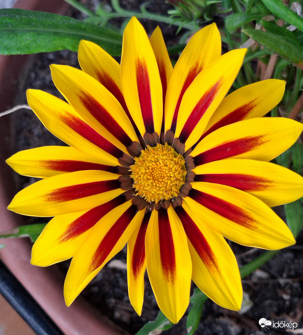 Krizantém helyett!  talán az égiek küldték. 