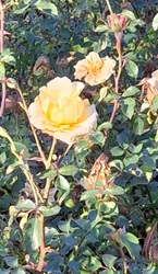 Karácsonyi rózsa :)