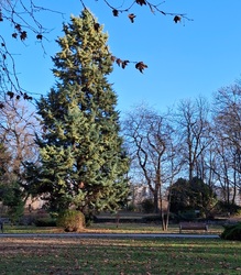 Margitsziget egyik szépséges fenyőfája