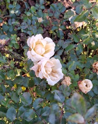 Karácsonyi rózsa :)