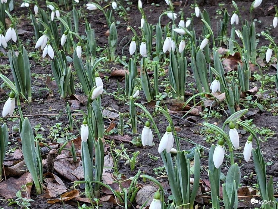 Van hol a nap jobban sütle rá, lett hóvirágerdő. :)