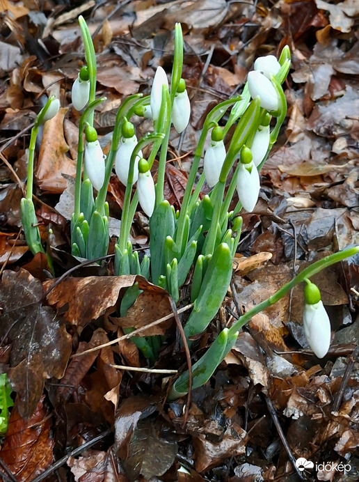 Egy  gyors  fotó, mielőtt a hó ismét belepi. :)