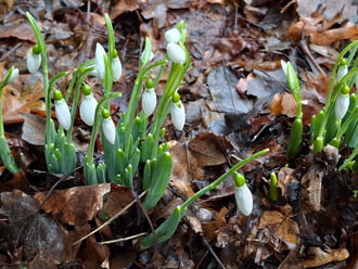  Egy gyors fotó, mielőtt a hó ismét belepi. :) 0 kedveli