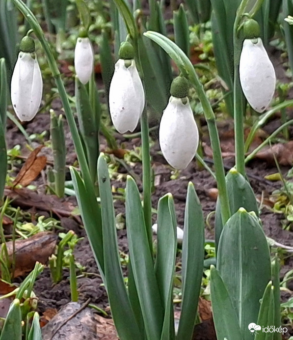  Egy gyors fotó, mielőtt a hó ismét belepi. :) 0 kedveli