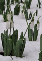 Ázottan, havasan, de nem fagyosan! :) 