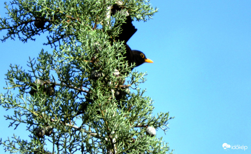 Produkció. Fejjel lefele. 