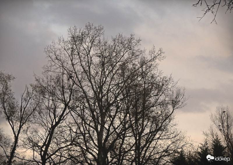 Duna parti csupasz fák 2.