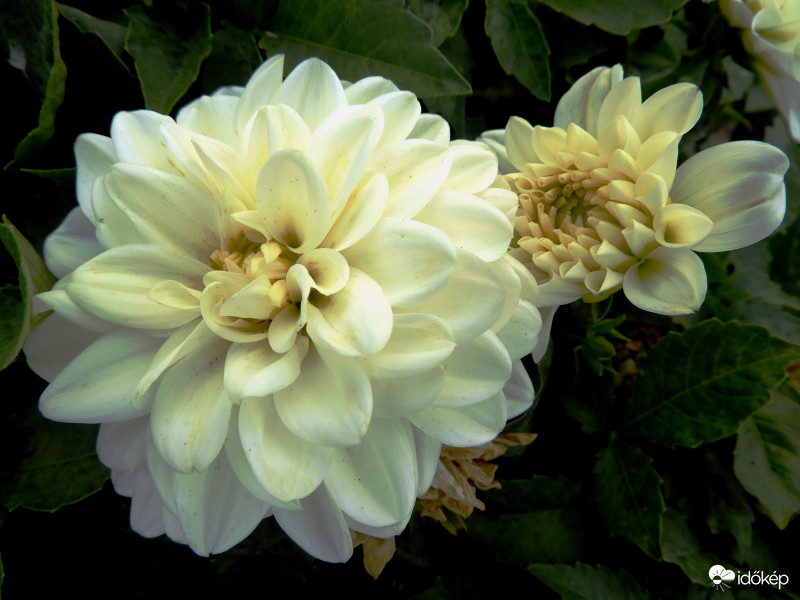 Dália