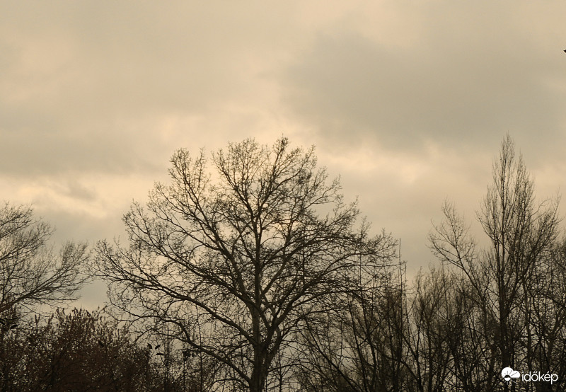 Duna parti csupasz fák