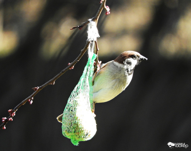 Veréb a cinkegolyón