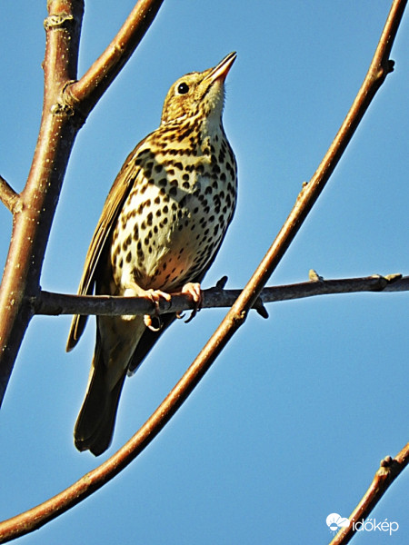Fenyőrigó a diófán