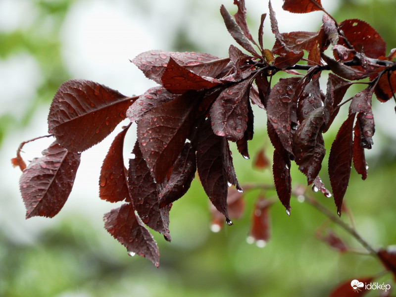 Barázdabillegető 2019.05.03.