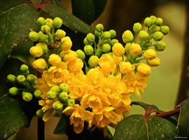 Mahónia