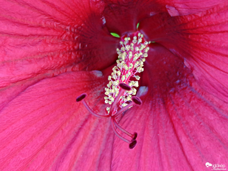 Mocsári hibiszkusz 