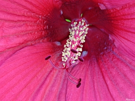 Mocsári hibiszkusz 