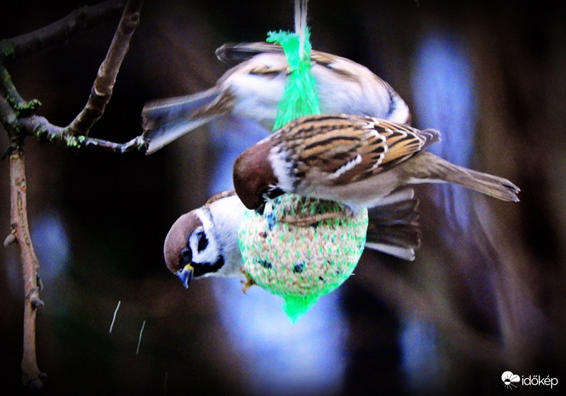Harc az élelemért a cinkék meg sorban állnak