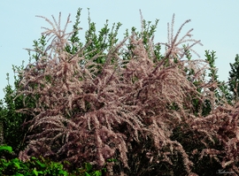 Tamariska 