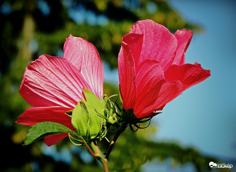 Óriás mocsári hibiszkusz