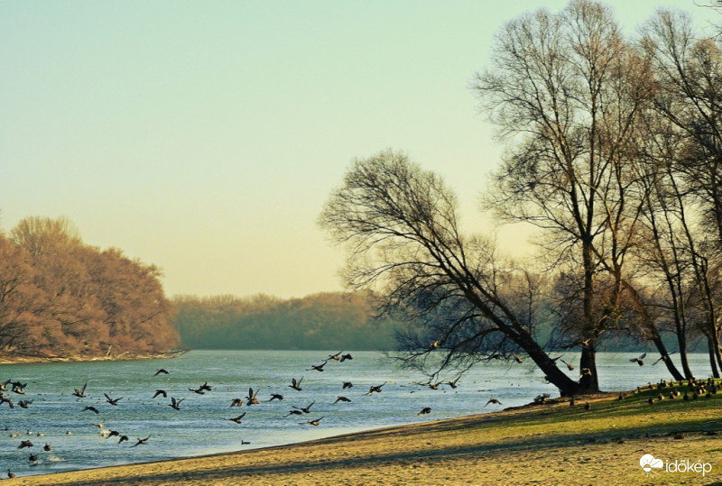 Vadkacsa csapat a Dunánál