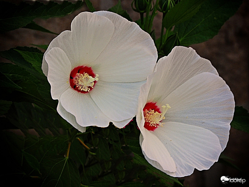 Mocsári hibiszkusz
