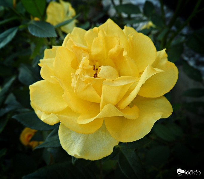 Nyílik már a sárga rózsa