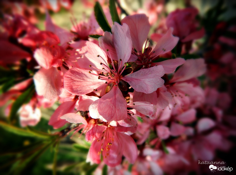 Törpe mandula cserje