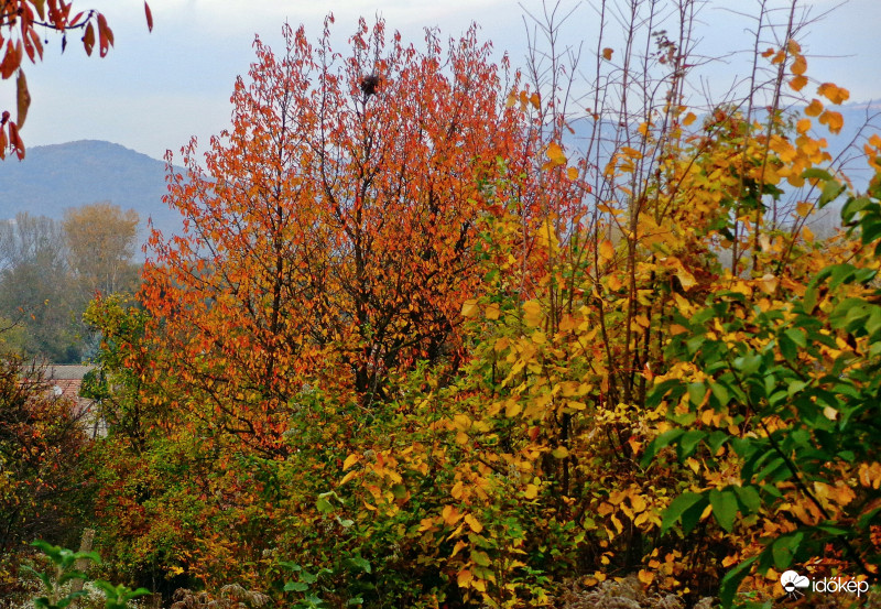 Őszi színek a dombon