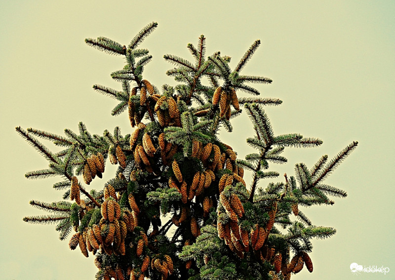 Ezüstfenyő csúcsa