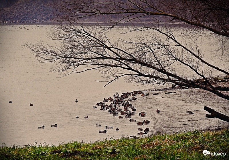 Ma délután a Dunánál, hűvös, ködös, nyirkos időben