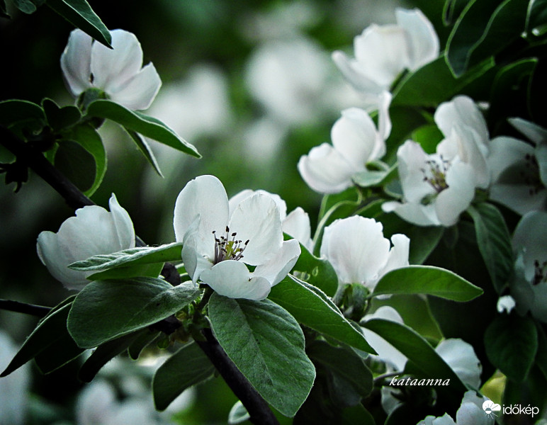 Nevét nem ismerem (2018.április)