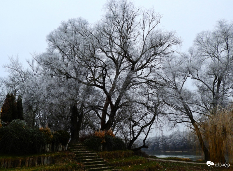 Duna parti zúzmarás