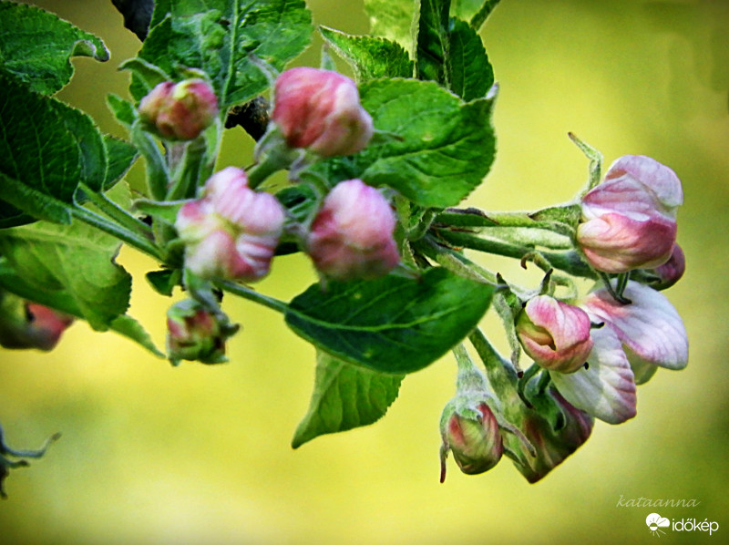 Starking almafa elkezdett virágozni