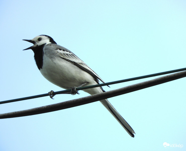 Barázdabillegető 2019.05.03.