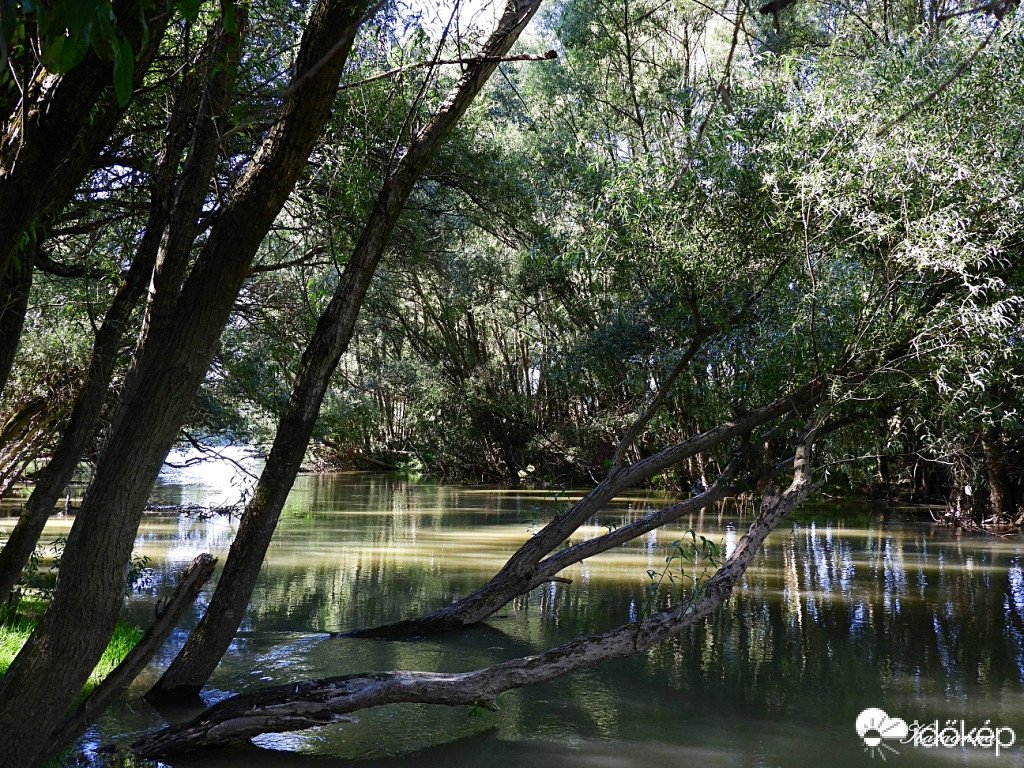 Kis Duna-ágban kis sziget